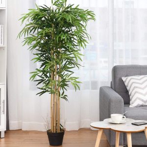 Plant a bamboo tree in house