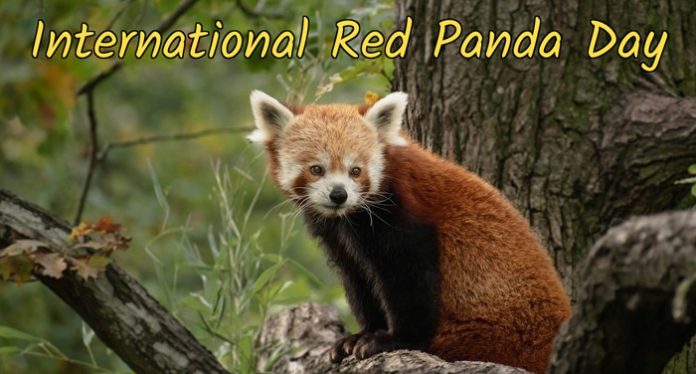 International Red Panda Day Messages, Slogans and Quotes - India News