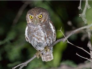 The Sight of These Creatures on the Night of Diwali Makes You Rich