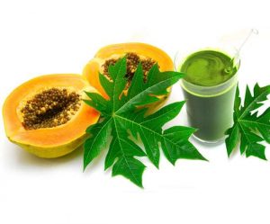 How Papaya Leaf Juice Will Work In Dengue