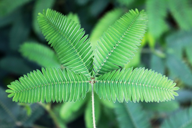 Shami Plant Benefits जानें घर में शमी का पौधा लगाने के फायदे