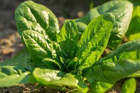 How Spinach is Beneficial for Health