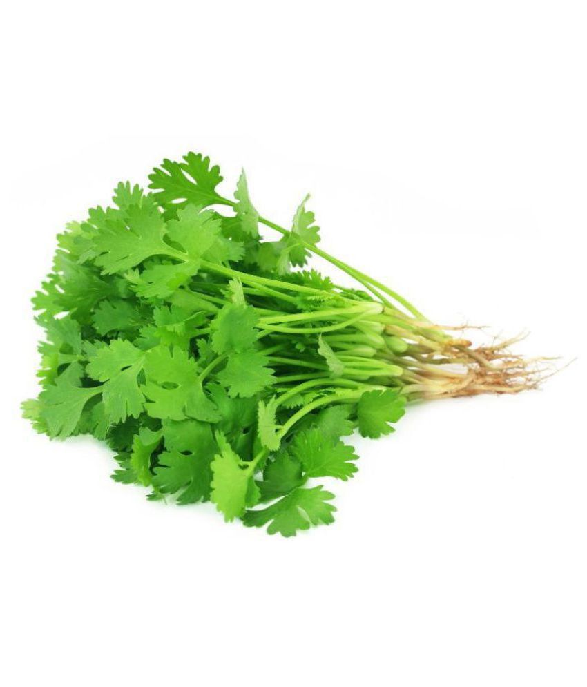 How to Use Coriander Leaves for Hair Growth बालों की देखभाल के लिए ऐसे करें धनिया का इस्तेमाल