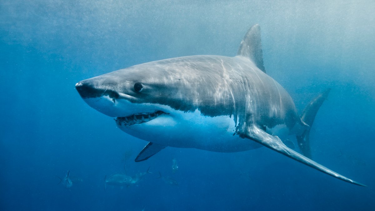 Shark Antibodies may help Prevent Covid शार्क मछली की एंटीबॉडी कोरोना से मुकाबला करने में हो सकती है मददगार