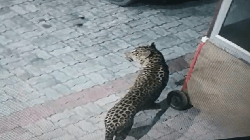 Leopard Entered Lucknow सिपाही समेत तीन को किया घायल, तलाश जारी