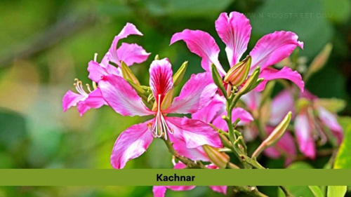 Benefits Of Kachnar