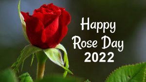 Rose Day 2022 Messages for Family