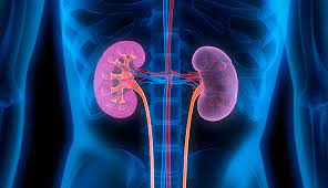 What Diseases Arise From The Kidneys