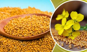 5 Benefits Of Yellow Mustard
