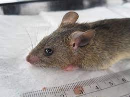 Lassa fever is a disease transmitted by rats