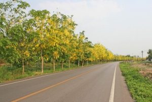 Trees And Plants Are Also Troubled By Traffic Noise