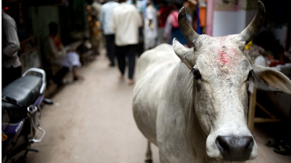 Mann Orders To Investigate Cows Killing: मान ने डीजीपी को होशियारपुर में गायों की हत्या की घटना के जांच के आदेश दिए