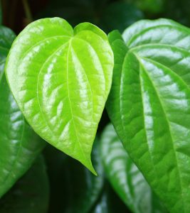 Benefits Of Betel Leaves For Skin in Hindi