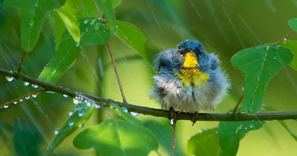 Birds also give rain information