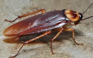 How cockroaches survived the extinction of dinosaurs
