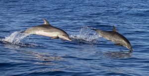 National Dolphin Day 2022 Wishes