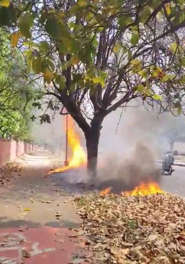 Trees are Burning in Chandigarh