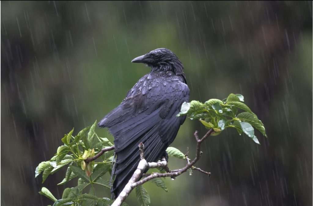 Why crows are called meteorologists of nature
