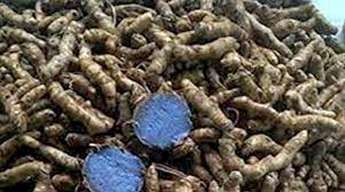 How to Cultivate Black Turmeric