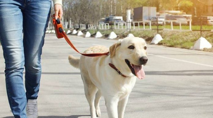 कुत्ते ने पब्लिक प्लेस में की पॉटी तो मालकिन को देने पड़े 500 रूपये