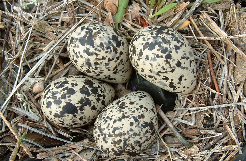 tatiri bird eggs