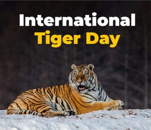 Happy International Tiger Day 2022 Slogans