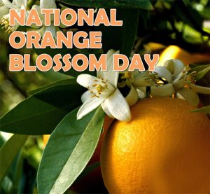 Happy Orange Blossom Day 2022