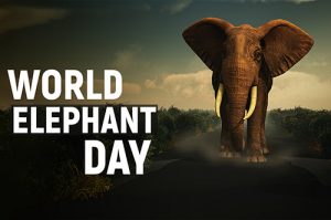 Happy World Elephant Day 2022 Messages