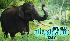 Happy World Elephant Day 2022 Wishes