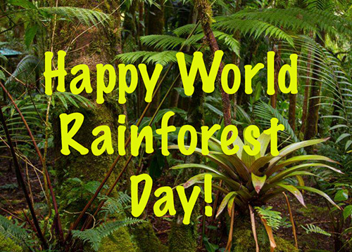 Happy World Rainforest Day 2022 Messages