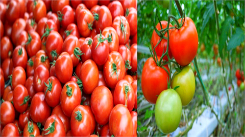 Tomato Crop