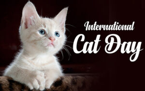 Happy International Cat Day 2022