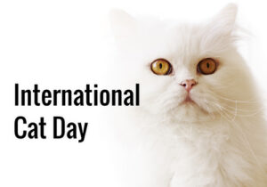 Happy International Cat Day 2022 Wishes