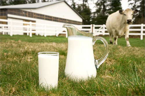 Milk Day Today