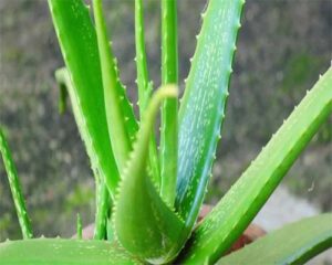 Aloe vera