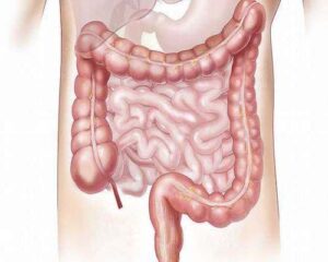 healthy digestive system