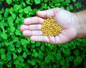 use fenugreek