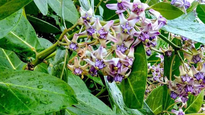 Flower to Lord Surya: राशि के मुताबिक सूर्य देव को करें फूल अर्पित, तुरंत दिखेगा अंतर