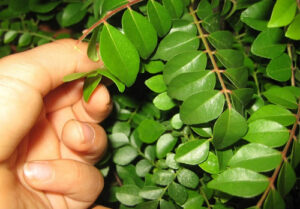 eat curry leaves