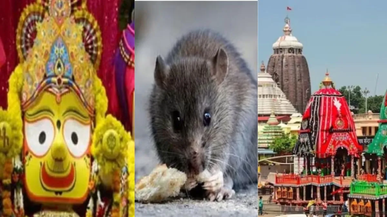 Rats in Jagannath Temple: जगन्नाथ पुरी मंदिर में चूहों के झुंड का आतंक, भगवान की मूर्तियों को पहुंचा रहे नुकसान