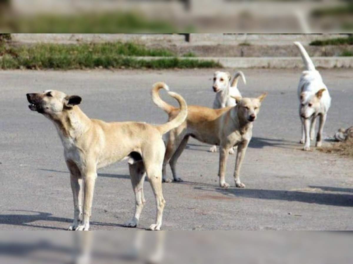 Dog Rape in Mumbai: मुंबई में व्यक्ति ने कुत्ते के साथ किया रेप, पुलिस ने किया गिरफ्तार