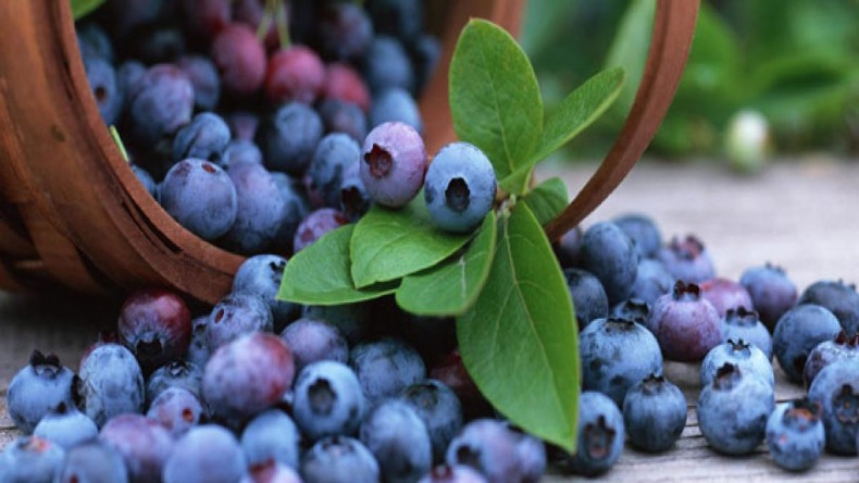 Blueberries: ब्लूबेरी खाने से मिलते है अनेक फायदे, बच्चों से लेकर बुढ़ें तक सबको रखता है स्वस्थ