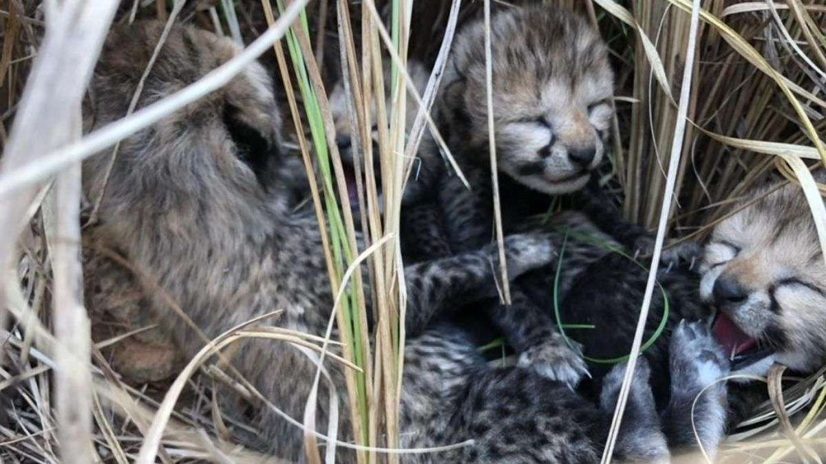 Kuno National Park: कूनो नेशनल पार्क में दो शावकों की अचानक मौत, मादा चीता ज्वाला ने 24 मार्च को 4 शावकों को दिया था जन्म