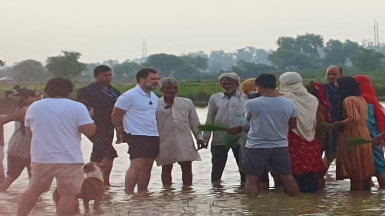 दिल्ली से शिमला जाते समय सोनीपत पहुंचे राहुल गांधी, बड़ौदा में किसानों से मुलाकात कर की रोपाई