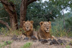 Lion in Guajrat