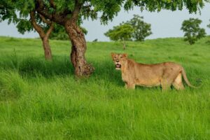 LIon popultion in gurjat