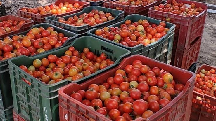 Tomato Price Hike: टमाटर की कीमतों में फिर क्यों आया उछाल, कब मिलेगी महंगे टमाटर से राहत