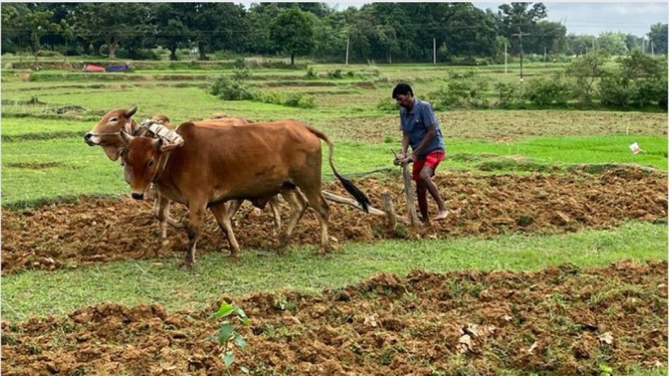 Jharkhand News: झारखंड में सुखाड़ की दस्तक, मानसून में सामान्य से कम बारिश के कारण नहीं हुई धान की अच्छी बुवाई