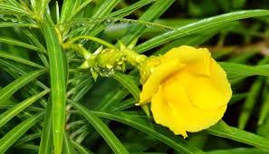 Benefits of Kaner flower: कनेर का फूल कई बीमारियों के लिए है रामबाण, जानें क्या है इसका महत्व?