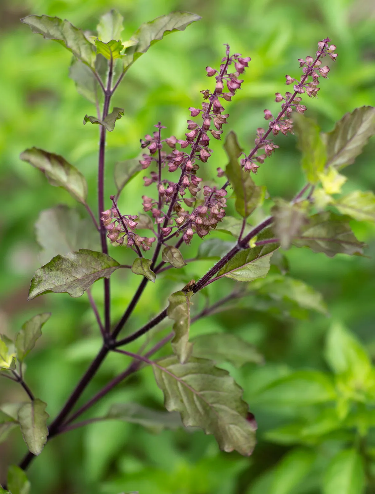 Benefits of basil leaves for hair : डैंड्रफ और इंफेक्शन को कैसे करे दूर,जानें